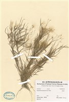 藏品(金髮草)的圖片